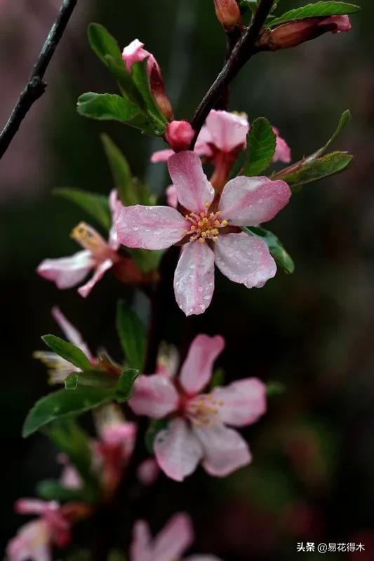 疆果新疆特产薄皮核桃,新疆的扁桃优良品种有