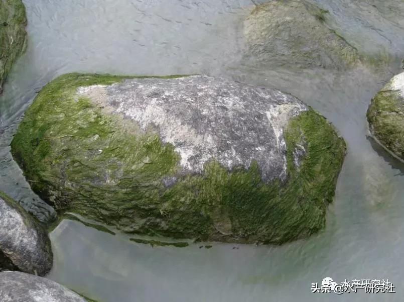 蓝藻是否都是有害藻类,蓝藻的爆发原因及处理方法