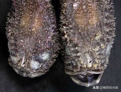 至今还未灭绝的远古深海怪物,六大最可怕的深海怪物