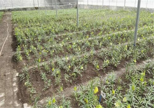 川贝母与土贝母的区别图片,川贝母和土贝母有什么区别