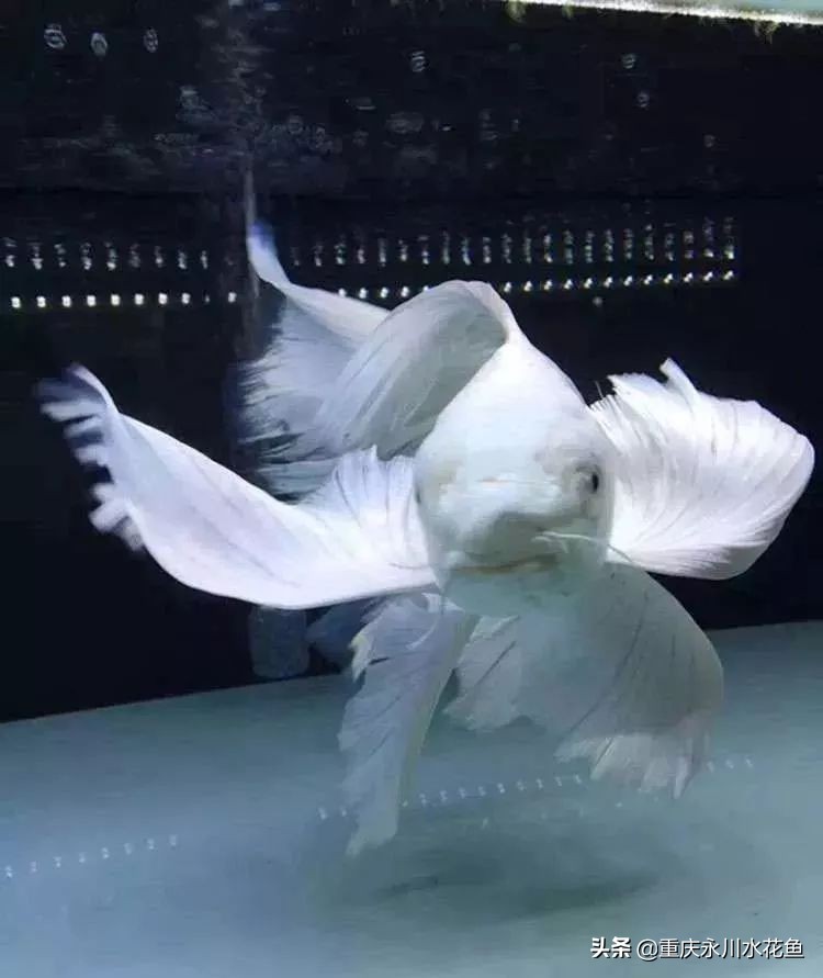 普身蝴蝶鲤和龙凤锦鲤的区别,龙凤锦鲤和蝴蝶锦鲤哪个更贵