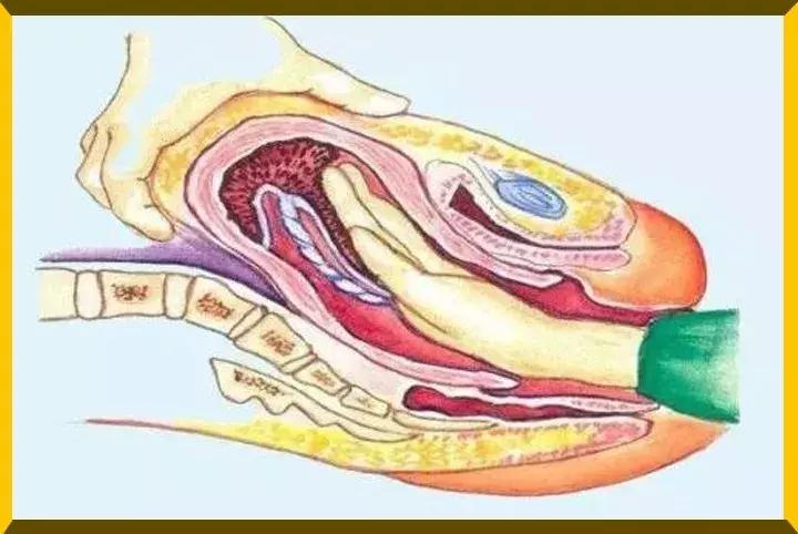 赵丽颖产子后现状,赵丽颖哪年产子