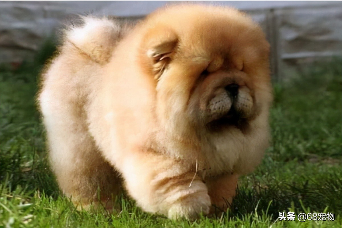 12星座适合养什么狗,12星座的女生适合养什么狗