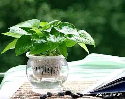 养好花六大关键十年养花经验总结,各种花卉养花技巧知识大全合集