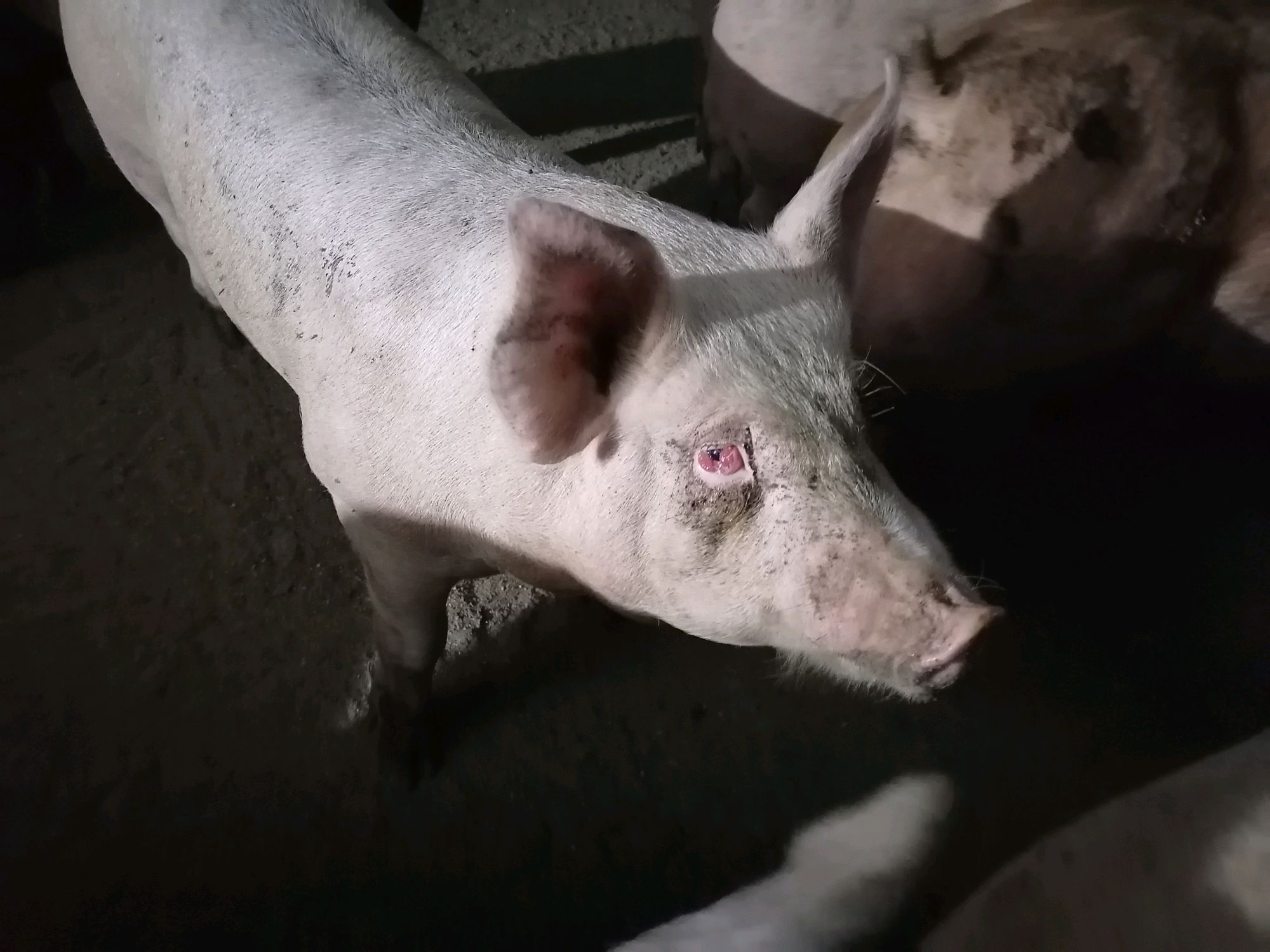 小猪眼睛水肿是什么原因,小猪眼睛肿了站不稳是什么病