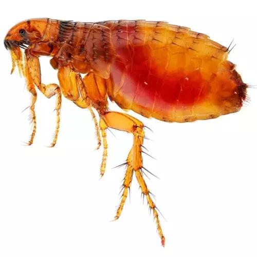 狗狗身上出红疹,原因很多速就诊