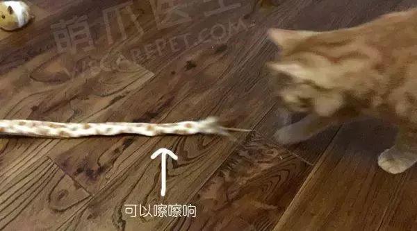 猫咪为啥喜欢玩袋子 (为什么猫咪喜欢吃塑料袋)