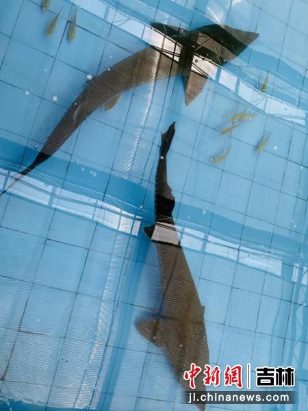 中国鲟鳇鱼历史,水中活化石鳇鱼