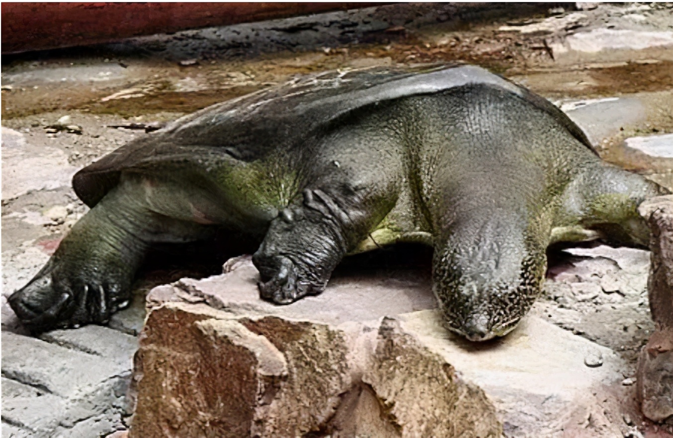 乌龟为什么能活那么多,乌龟为什么能活得那么长时间