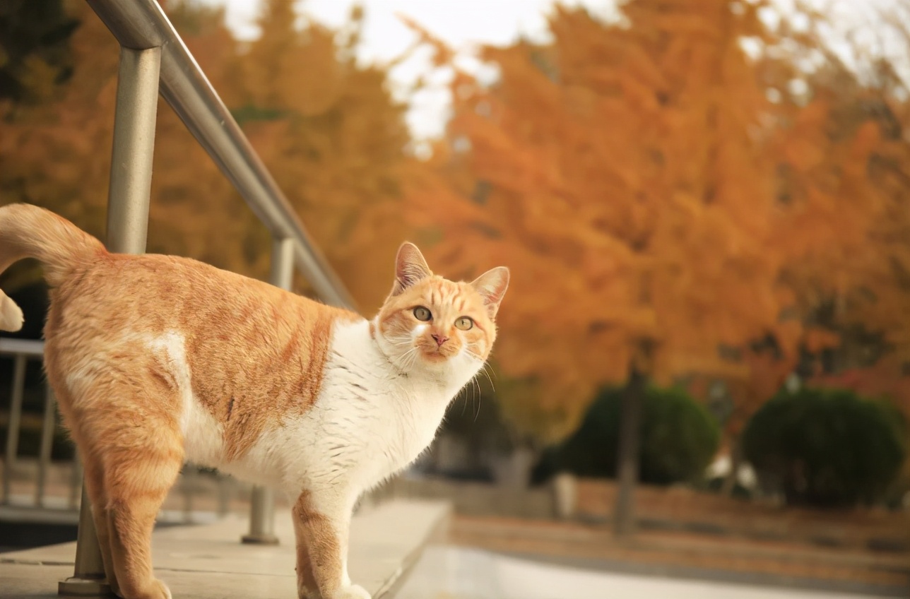东北财经大学,一所实力不输211的老牌名校