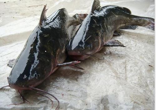 烤鱼吃清江鱼还是草鱼,江团鱼最主要吃什么食物