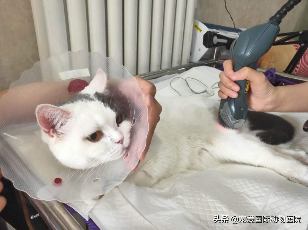 猫肥厚型心肌病的预防措施,猫肥厚型梗塞性心肌病