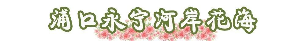 南京溧水千亩玫瑰,南京玫瑰园千亩花海迎来盛花期