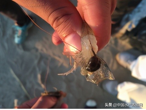 中草药制剂HCV弧菌病能防治、修复肝胰腺，广东省农业力推技术