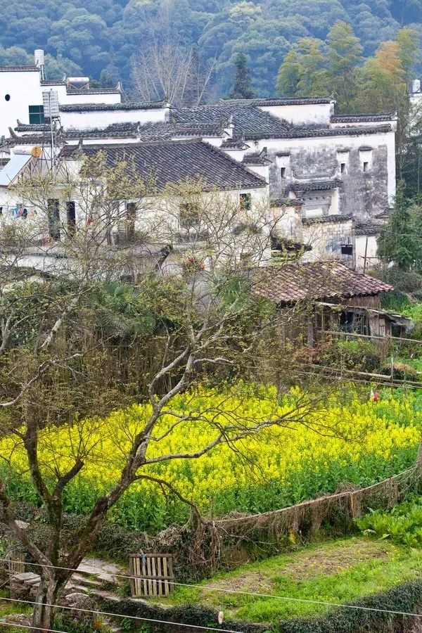 婺源旅游全攻略自由行,婺源旅游攻略一日游自由行