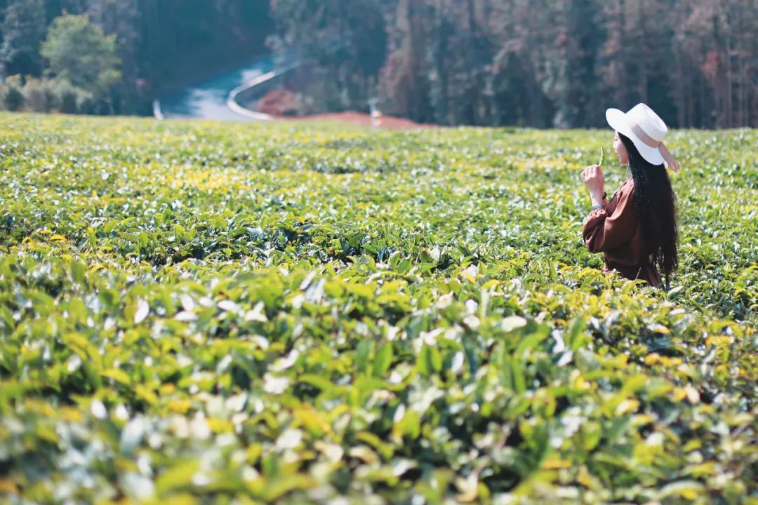 苏州去腾冲旅游攻略,苏州到腾冲旅行攻略