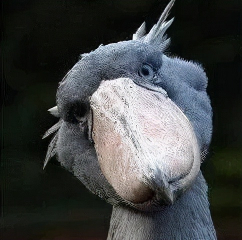 10大长相比较奇怪的动物,你认识多少种长相奇怪的动物