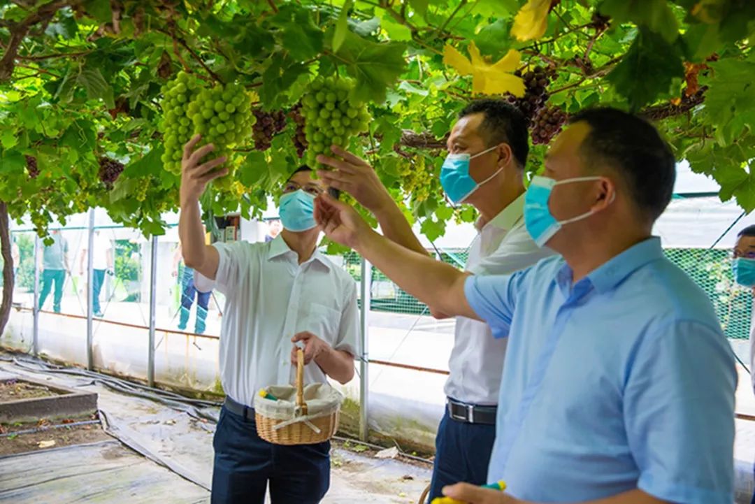 文旅资讯站｜慈溪市第十六届葡萄节暨灾后复产现场会顺利举行