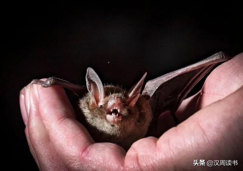 新西兰冷知识分享,新西兰冷知识500条