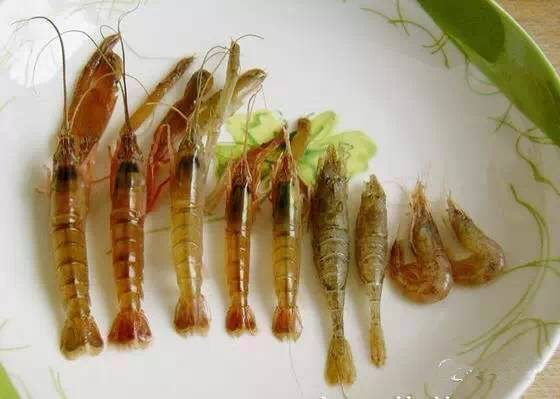 中国海鲜河鲜,市场河鲜海鲜种类大全