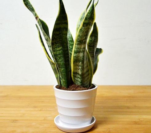 有效去除甲醛的是什么植物,除甲醛比较好的室内植物又好养活