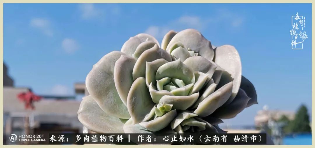 景德镇精品拇指多肉盆,轻奢多肉拇指盆3.5