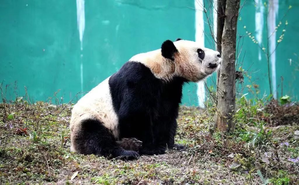 华蓥山最高海拔多少,华蓥山在四川算大的吗