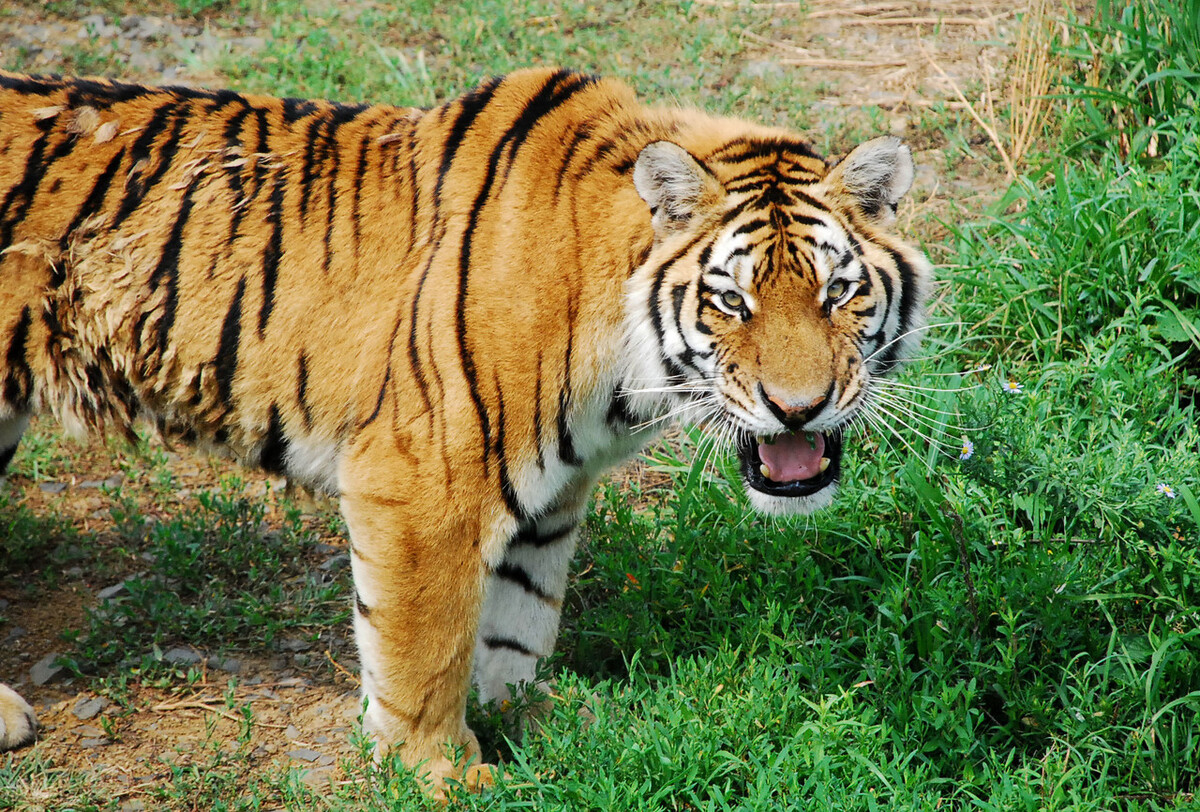 珲春再现众山皆有虎盛况,珲春变东北虎保护区