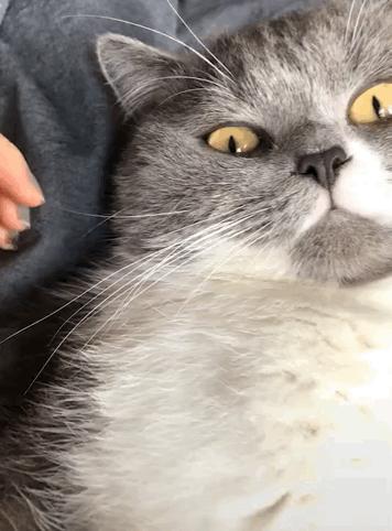 猫咪自然脱落的胡须能带来好运吗,猫咪的胡须不小心被撩了还能长吗