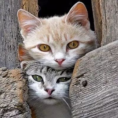 猫咪离开前有哪些行为,猫咪跑掉了会躲到哪些地方