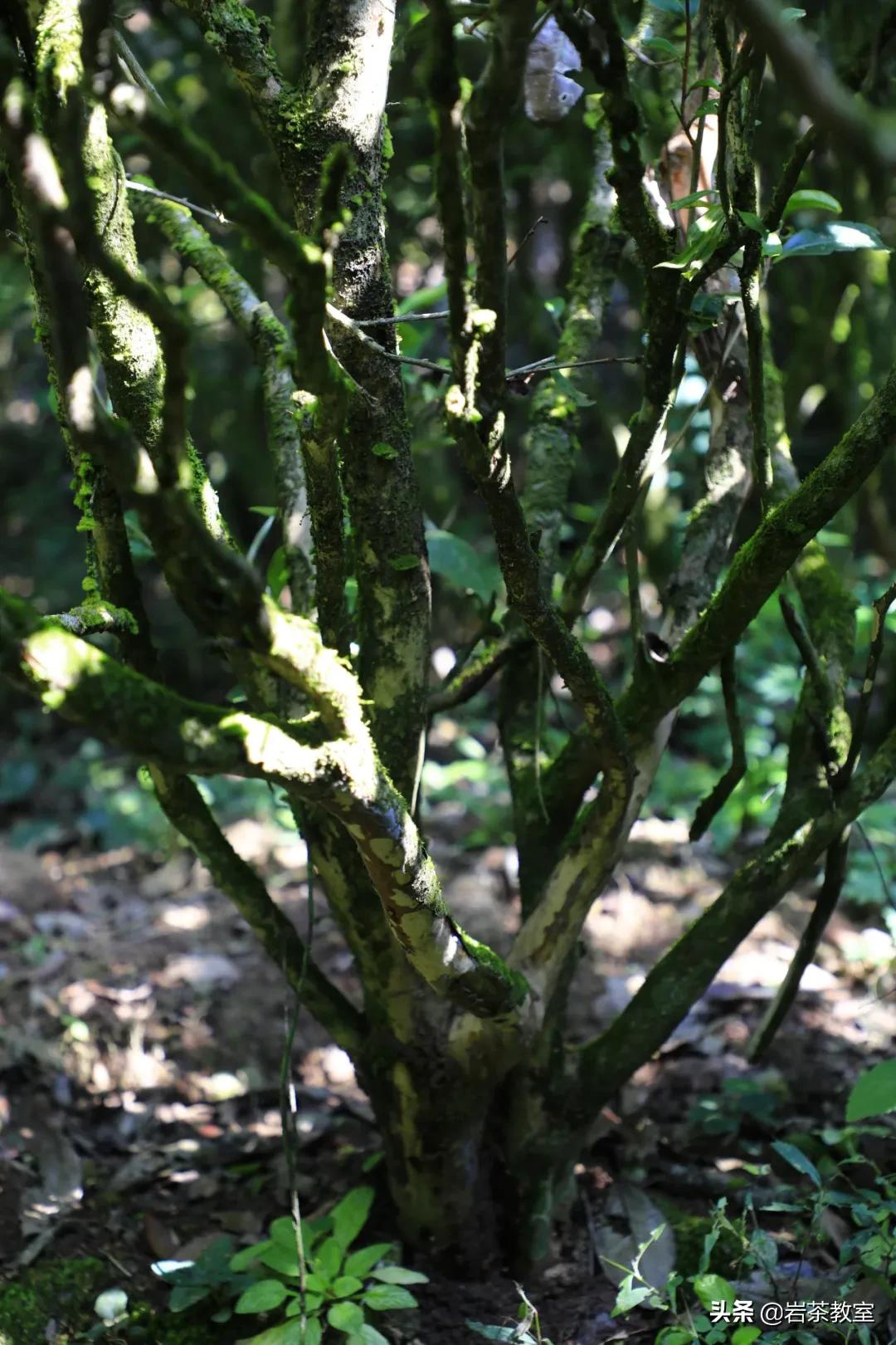 武夷山岩茶正岩山场详细介绍,岩茶玩家牛栏坑肉桂