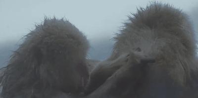 豆瓣9.8分悬疑大片,窥探电视剧豆瓣评分