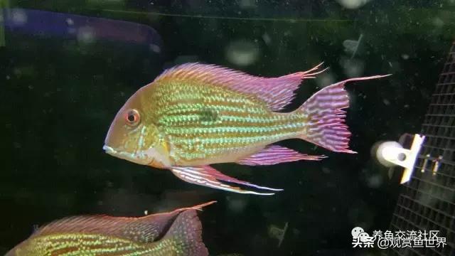 食土鲷一般多大尺寸,食土鲷哪个品种小一点