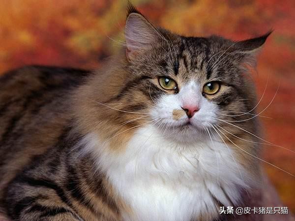 天热给猫降温,猫咪热天怎么养