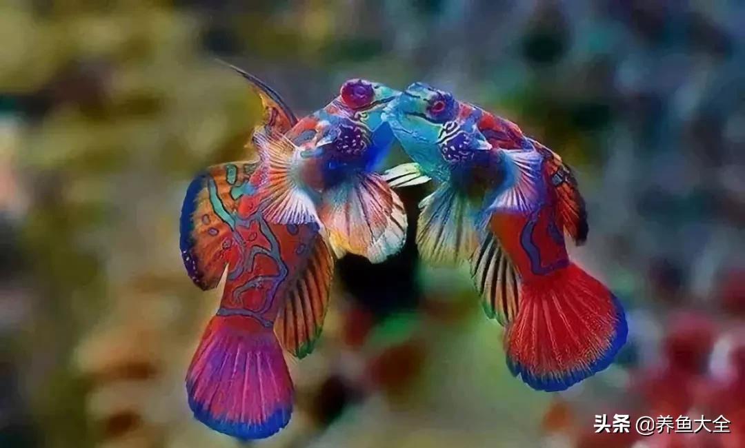 十大观赏鱼漂亮,最有价值的观赏鱼品种有哪些