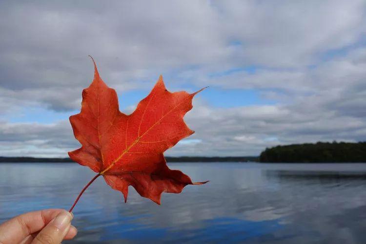 移民枫叶卡免费领,移民拿到枫叶卡有什么要求