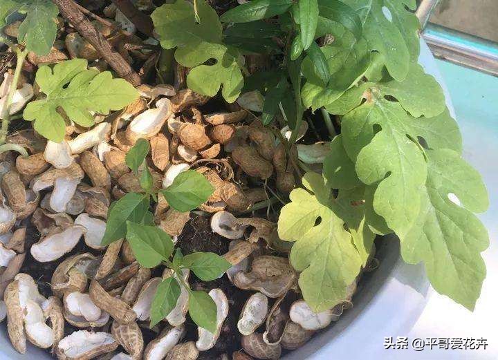 土壤缺少营养怎么补,土壤贫瘠改善