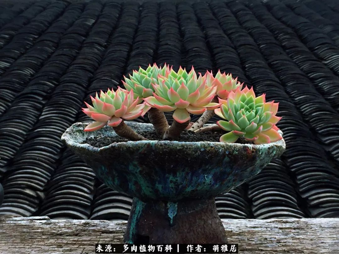 鍒濆啲鏆栭槼鍥寸倝鐓尪,鍐洦鍝佽尪