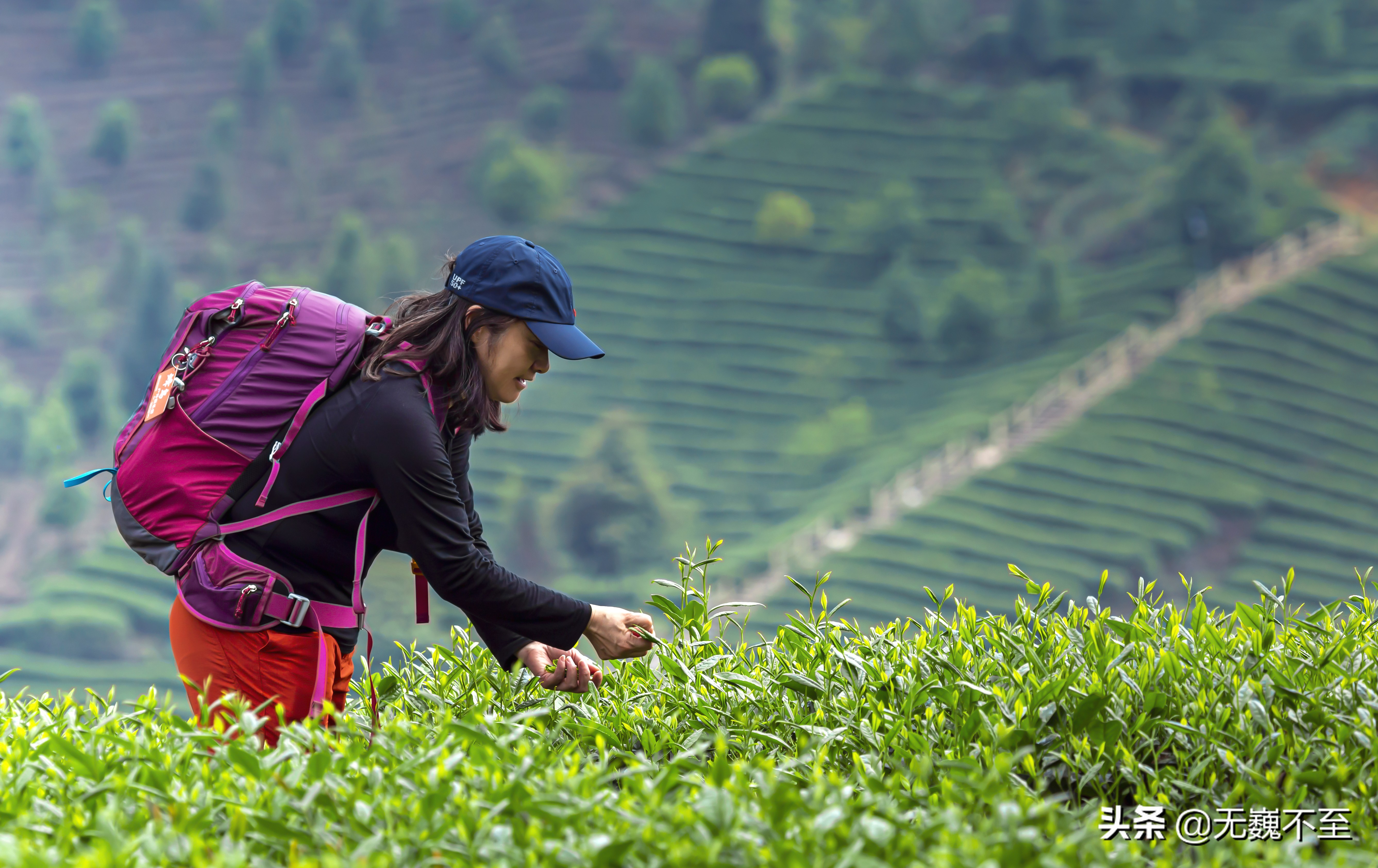 四川雅安牛碾坪万亩观光茶园绿道,雅安旅游景点十大排行榜牛背山