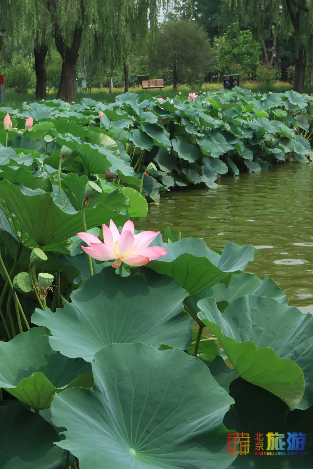 免费！市区就有“小森林”，花海芳香扑鼻！还有美好的祝福送给你