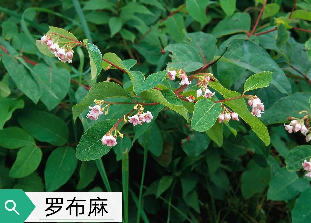 中药罗布麻叶的作用与性能,罗布麻叶的功效与作用