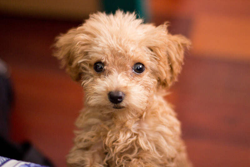 幼犬啃墙皮吃石头,金毛幼犬啃墙皮吃石灰