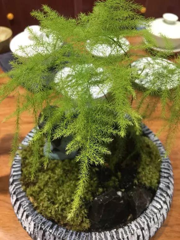 冬季茶花黄叶掉叶子的补救方法,冬季麒麟掌黄叶落叶什么原因