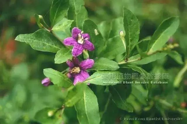 中药地骨皮多少钱一斤,中药地骨皮治什么病