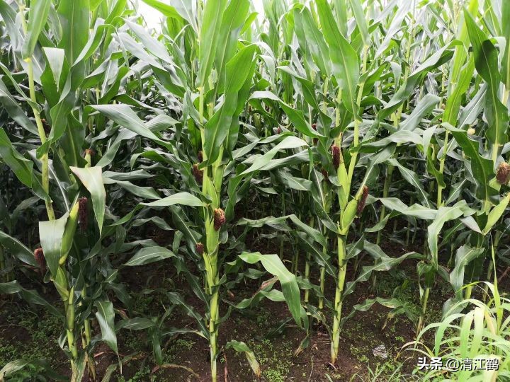 施用除草剂什么时候效果最好,苗前除草剂的效果受哪些因素影响