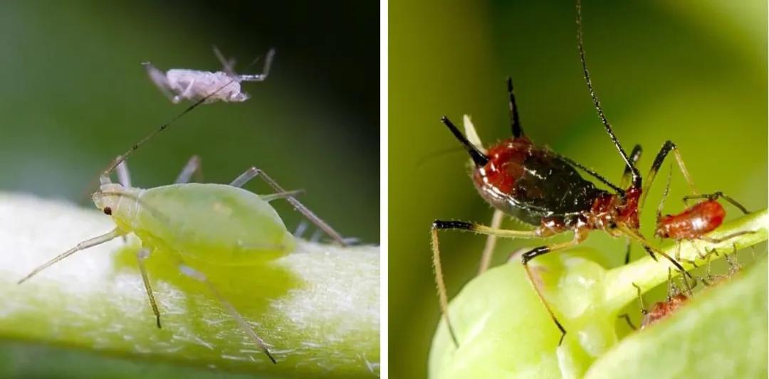 叶菜出苗后什么时候打杀虫剂,叶菜类病虫害防治与图片