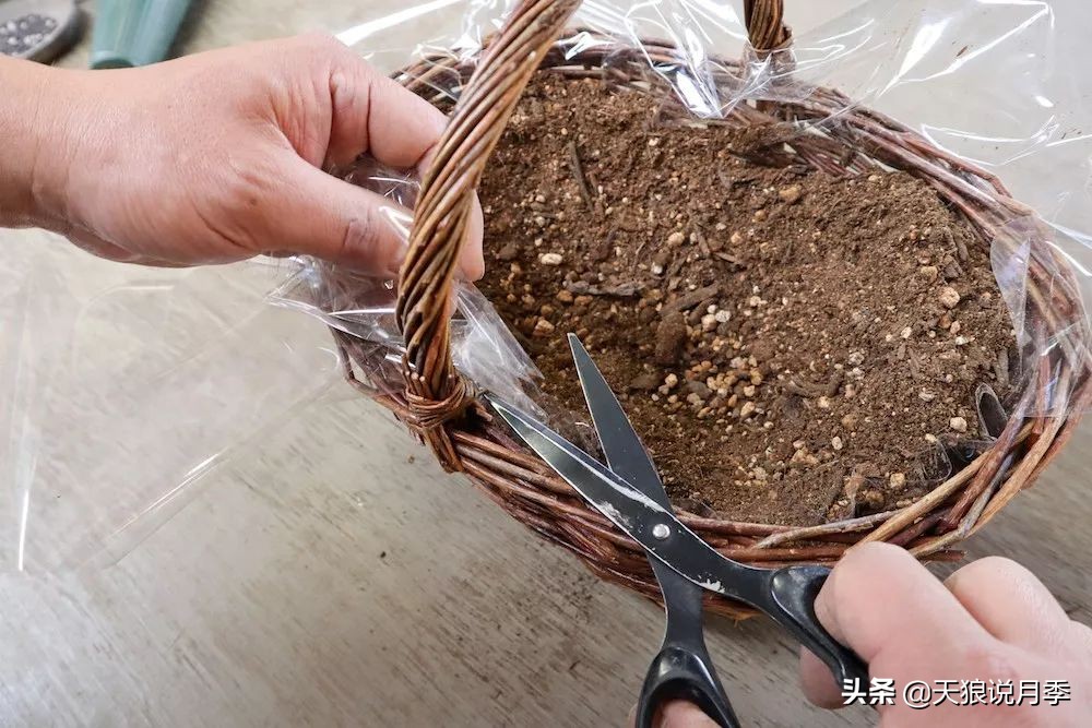 三色堇花卉盆栽,四季开花盆栽三色堇