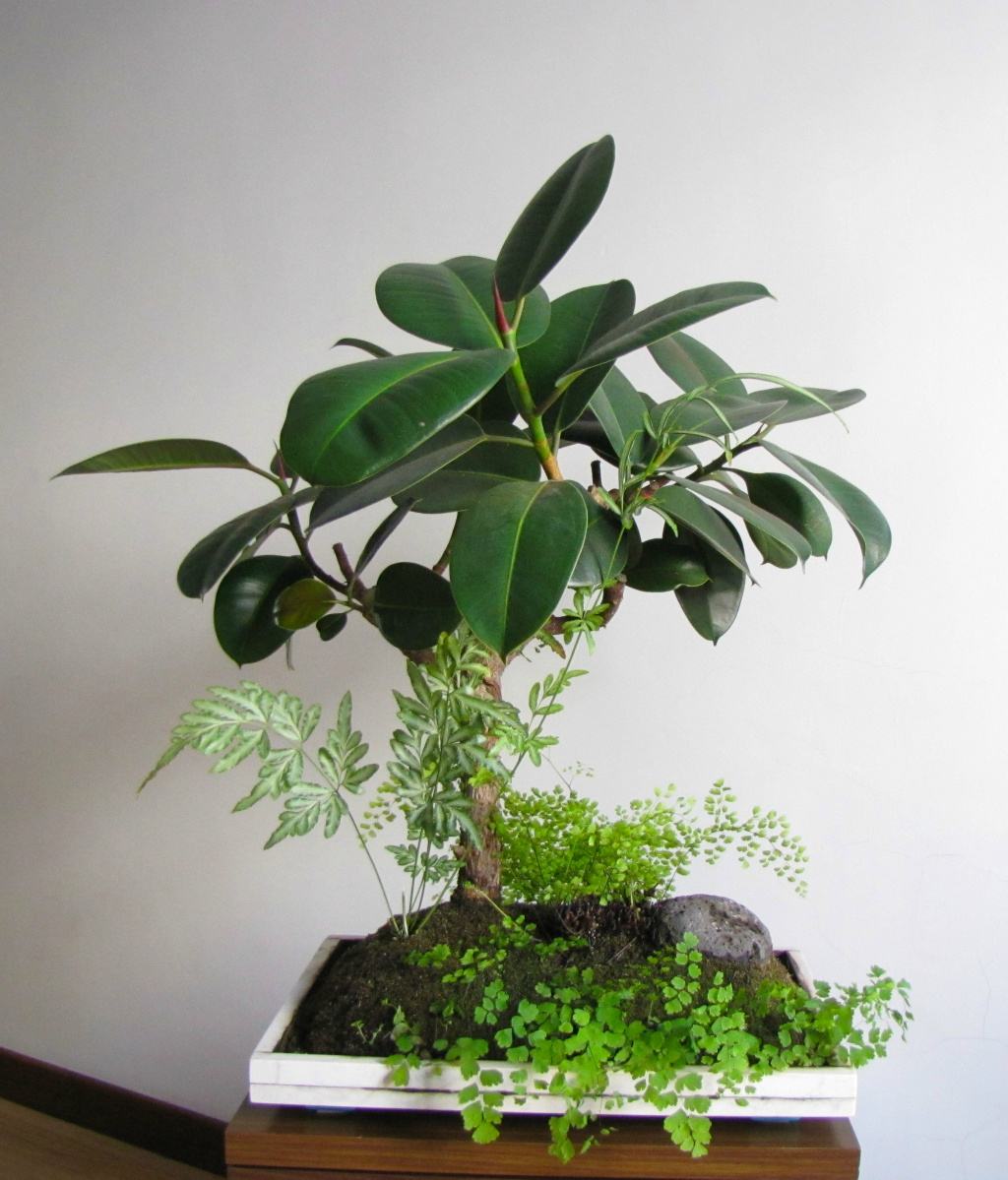 适合室内养的寓意好的大型绿植,什么样的绿植养起来带来好运