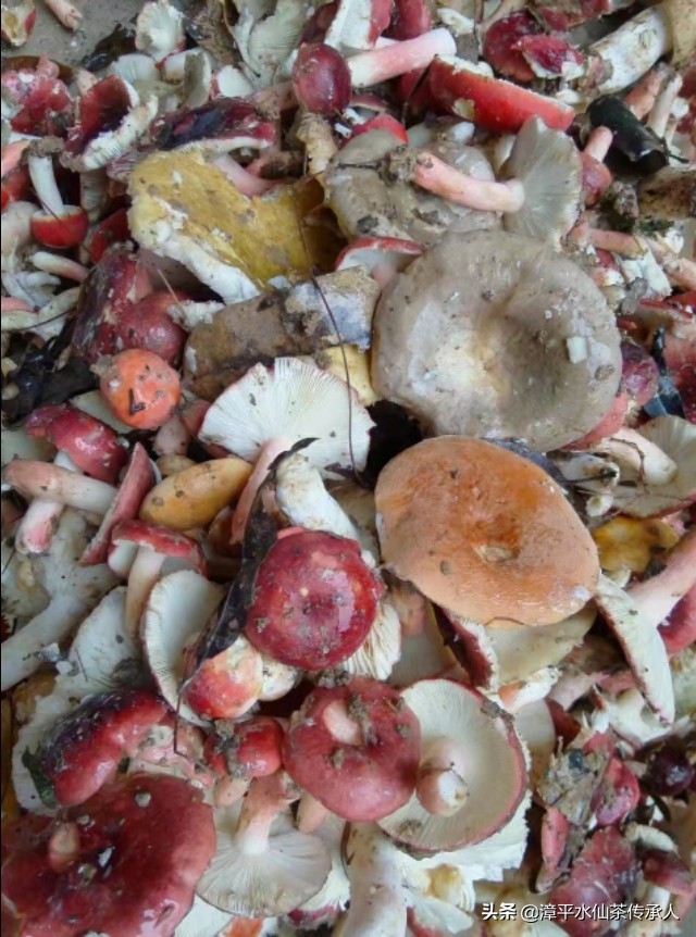 漳平南洋镇野生红菇,福建龙岩漳平水仙茶