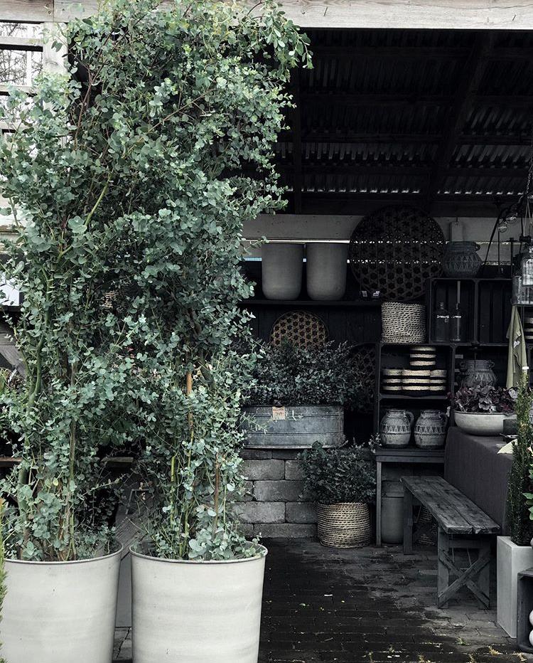 尤加利庭院,冷郁气质怎么形容